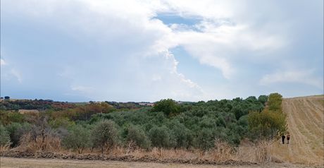 Αγροτεμάχια 12.000 τ.μ. προς πώληση