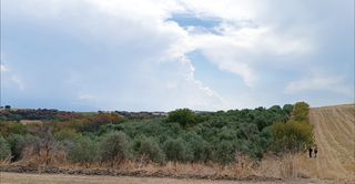 Αγροτεμάχια 12.000 τ.μ. για πώληση