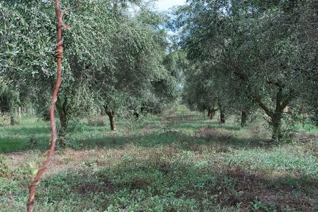 Αγροτεμάχια 7.607 τ.μ. πρός πώληση