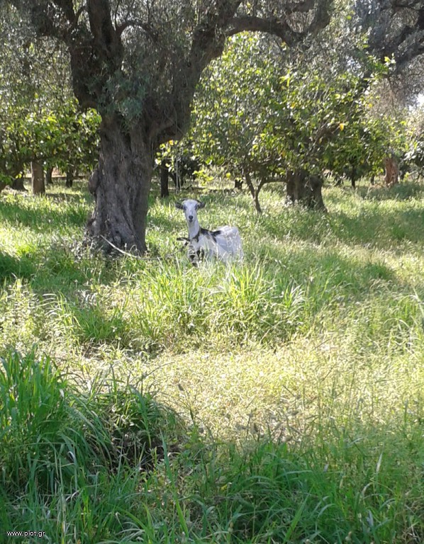 Αγροτεμάχια 7.607 τ.μ. πρός πώληση, Αχαΐα, Διακοπτό