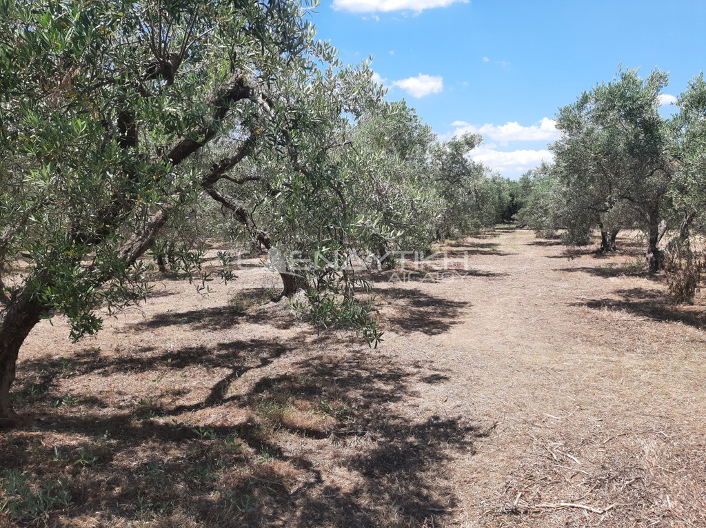 Οικόπεδο 2.290 τ.μ. πρός πώληση, Χαλκιδική, Πολύγυρος