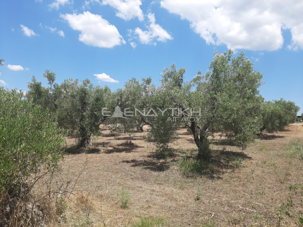 Οικόπεδο 2.290 τ.μ. πρός πώληση, Χαλκιδική, Πολύγυρος