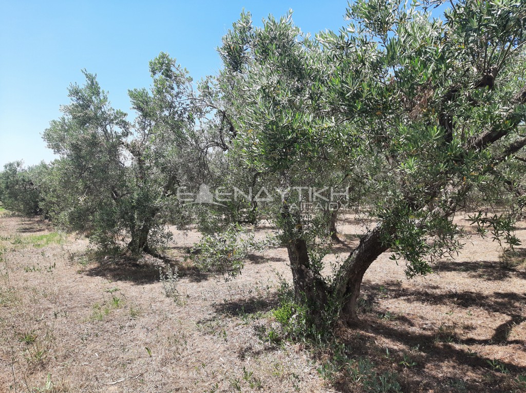 Οικόπεδο 2.290 τ.μ. πρός πώληση, Χαλκιδική, Πολύγυρος