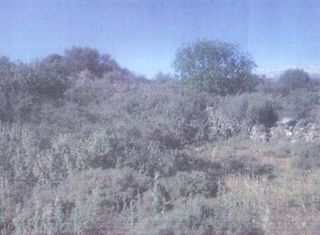 Αγροτεμάχια 5.000 τ.μ. για πώληση