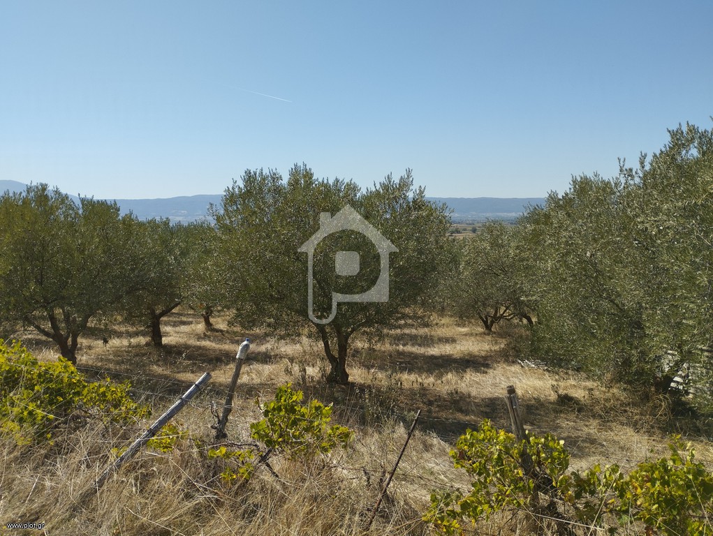 Αγροτεμάχια 19.600 τ.μ. προς πώληση, Κολχικό