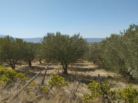 Αγροτεμάχια 19.600 τ.μ. προς πώληση