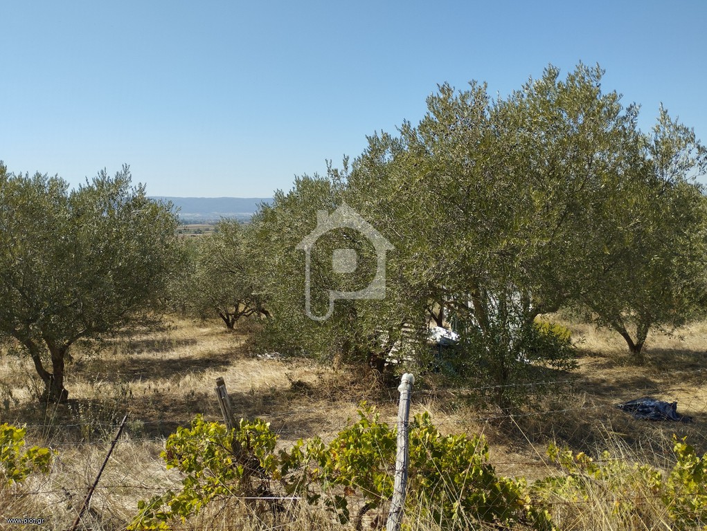 Αγροτεμάχια 19.600 τ.μ. προς πώληση, Κολχικό