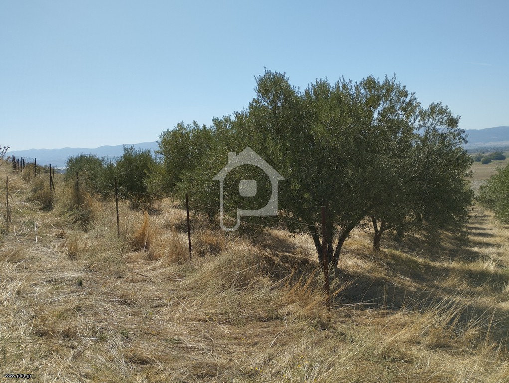Αγροτεμάχια 19.600 τ.μ. προς πώληση, Κολχικό