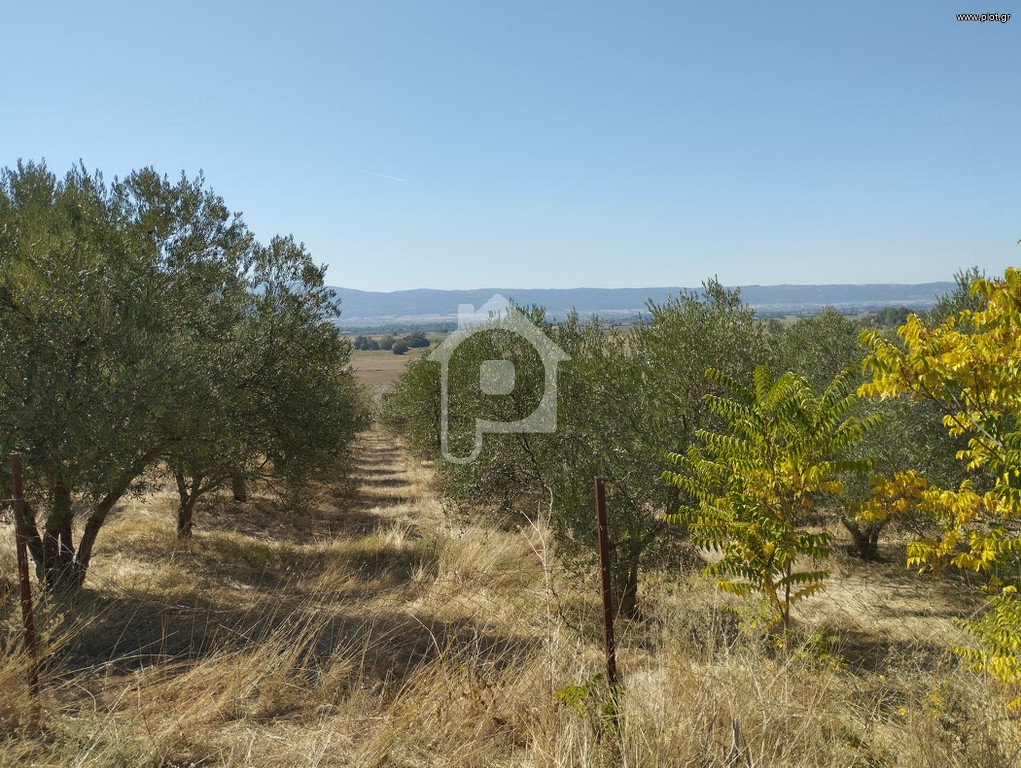 Αγροτεμάχια 19.600 τ.μ. προς πώληση, Κολχικό