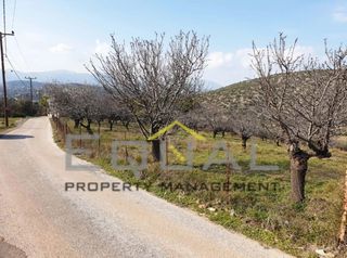Αγροτεμάχια 6.400 τ.μ. πρός πώληση