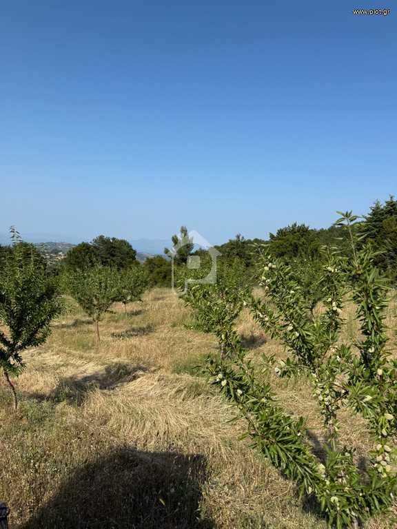 Αγροτεμάχια 30.000 τ.μ. προς πώληση, Μενδενίτσα