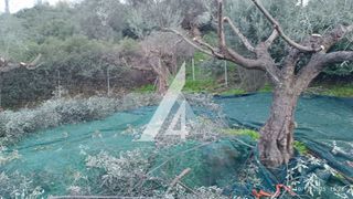 Οικόπεδο 965 τ.μ. προς πώληση, Ακράτα-thumb-2