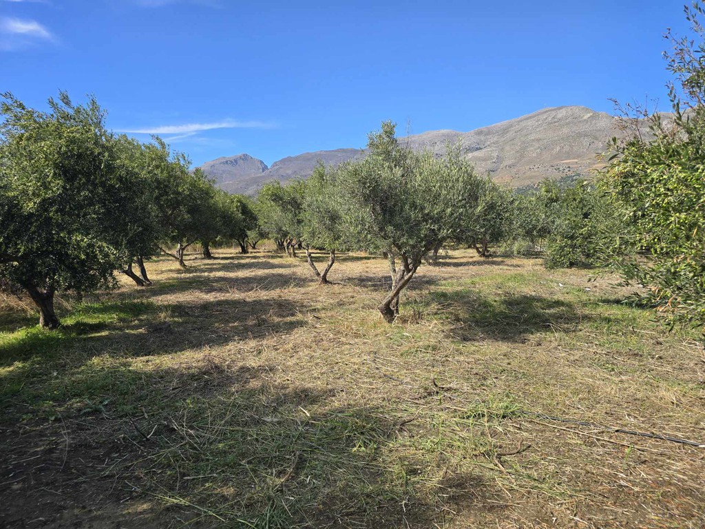 Αγροτεμάχια 2.367 τ.μ. πρός πώληση, Ν. Ρεθύμνου, Φοινίκας