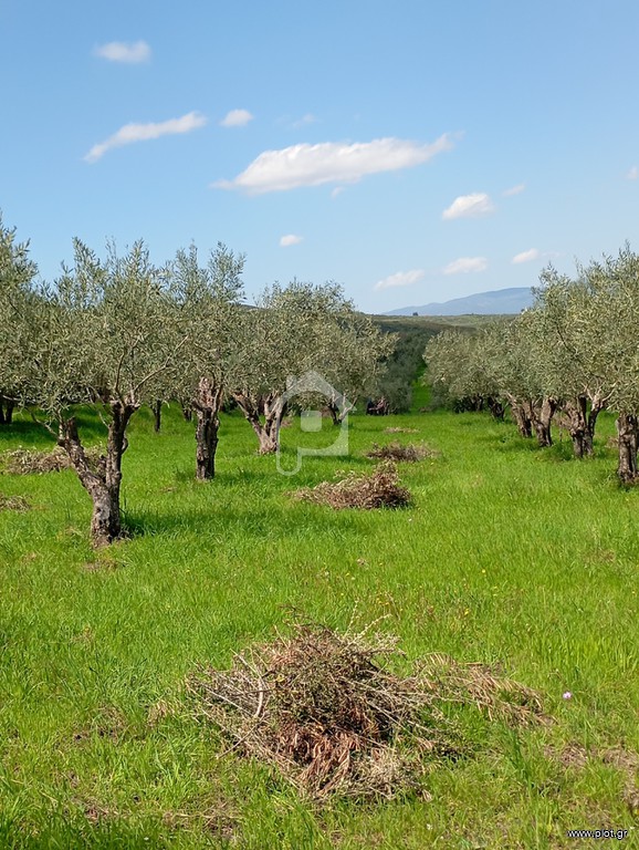 Αγροτεμάχια 4.000 τ.μ. προς πώληση, Αλεπόσπιτα
