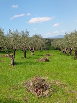 Αγροτεμάχια 4.000 τ.μ. προς πώληση