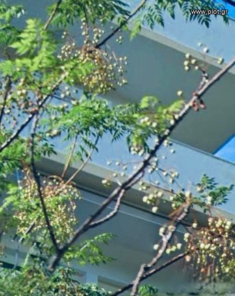 Μονοκατοικία 300 τ.μ. προς πώληση, Πηγαδάκια Βούλας