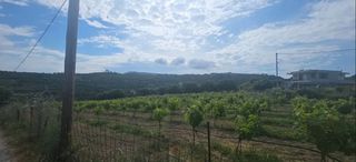 Αγροτεμάχια 6.450 τ.μ. για πώληση, Ν. Ρεθύμνου, Λάππα-thumb-3