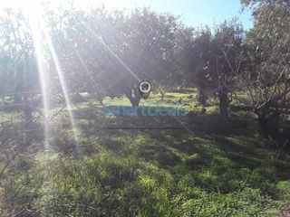 Οικόπεδο 623 τ.μ. προς πώληση, Κινέτα Μεγάρων-thumb-3