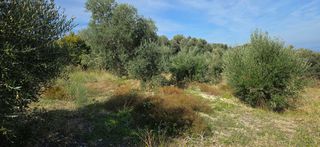 Οικόπεδο 3.000 τ.μ. για πώληση, Ν. Ρεθύμνου, Αρκάδι-thumb-3