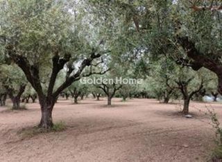Οικόπεδο 23.000 τ.μ. πρός πώληση, Μεσσηνία, Μεσσήνη-thumb-3