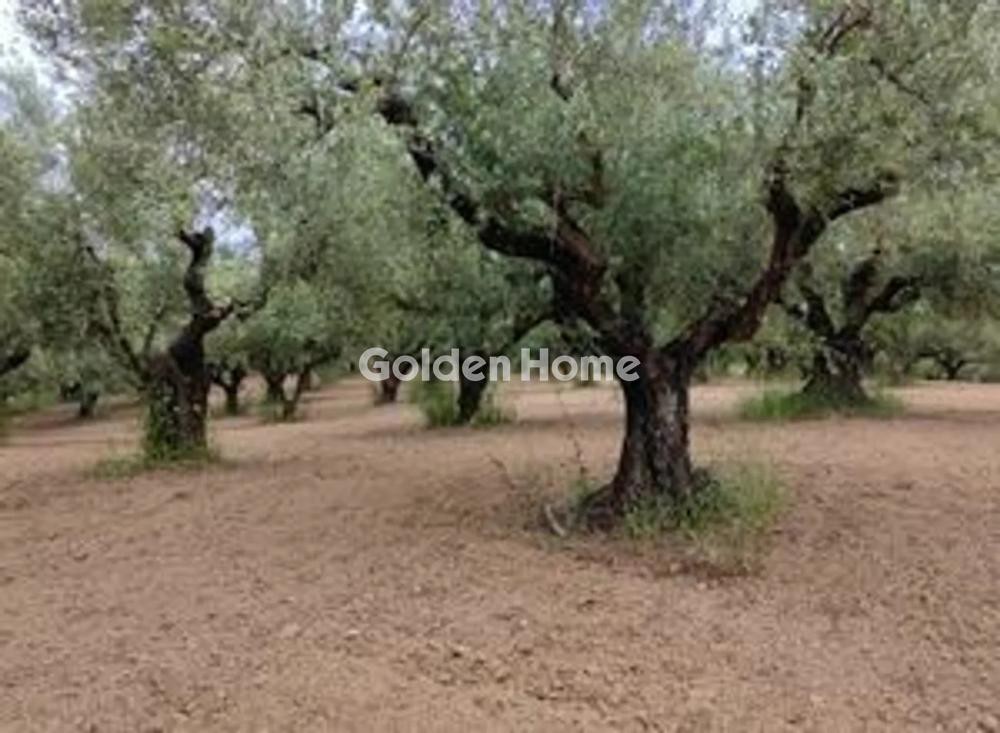 Οικόπεδο 23.000 τ.μ. προς πώληση, Μεσσηνία, Μεσσήνη