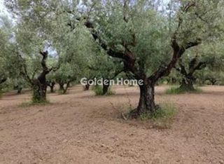 Οικόπεδο 23.000 τ.μ. πρός πώληση, Μεσσηνία, Μεσσήνη-thumb-1
