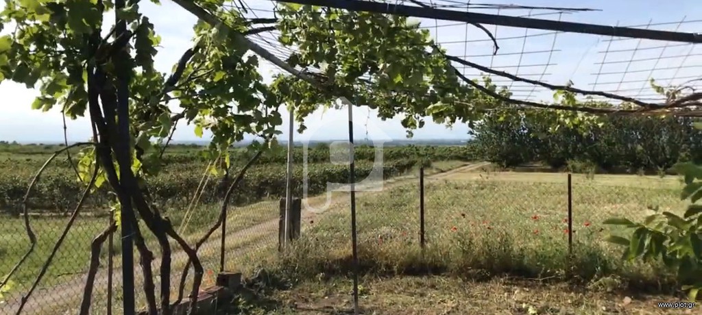 Αγροτεμάχια 2.800 τ.μ. προς πώληση, Παλατίτσια