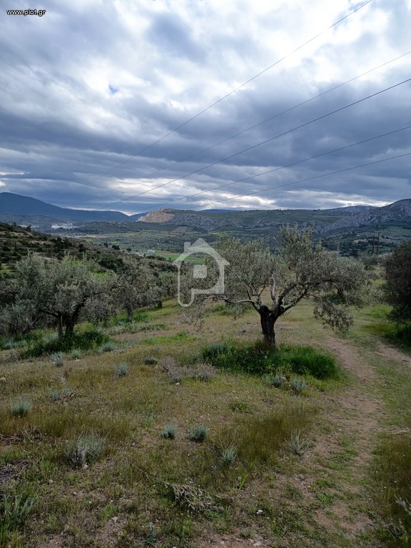 Αγροτεμάχια 10.000 τ.μ. πρός πώληση, Κορινθία, Κόρινθος