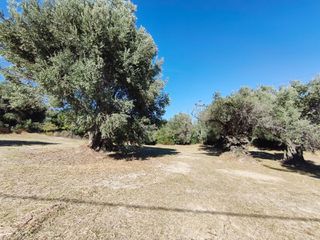 Οικόπεδο 1.749 τ.μ. πρός πώληση, Εύβοια, Κύμη-thumb-21