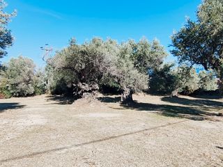 Οικόπεδο 1.749 τ.μ. πρός πώληση, Εύβοια, Κύμη-thumb-5