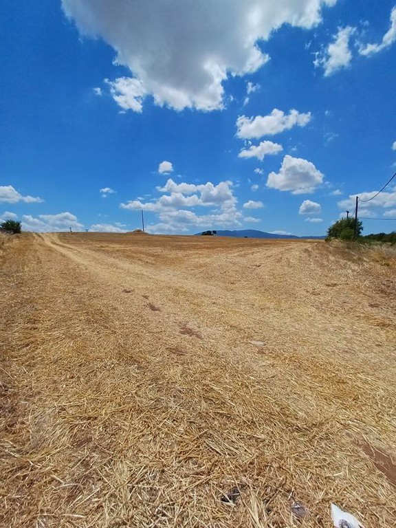 Αγροτεμάχια 40.000 τ.μ. πρός πώληση, Βοιωτία, Πλαταιές