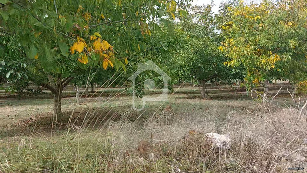 Αγροτεμάχια 8.000 τ.μ. προς πώληση, Παλλάντιο