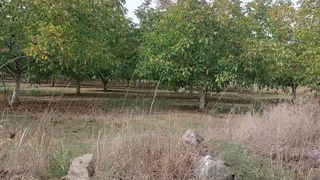 Αγροτεμάχια 8.000 τ.μ. προς πώληση, Παλλάντιο-thumb-6