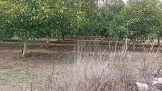 Αγροτεμάχια 8.000 τ.μ. προς πώληση, Παλλάντιο-thumb-7