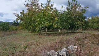 Αγροτεμάχια 8.000 τ.μ. προς πώληση, Παλλάντιο-thumb-9