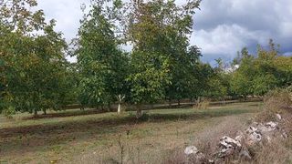 Αγροτεμάχια 8.000 τ.μ. προς πώληση, Παλλάντιο-thumb-10