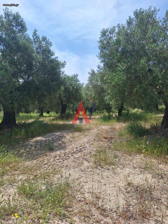 Αγροτεμάχια 3.200 τ.μ. προς πώληση, Πολύχρονο