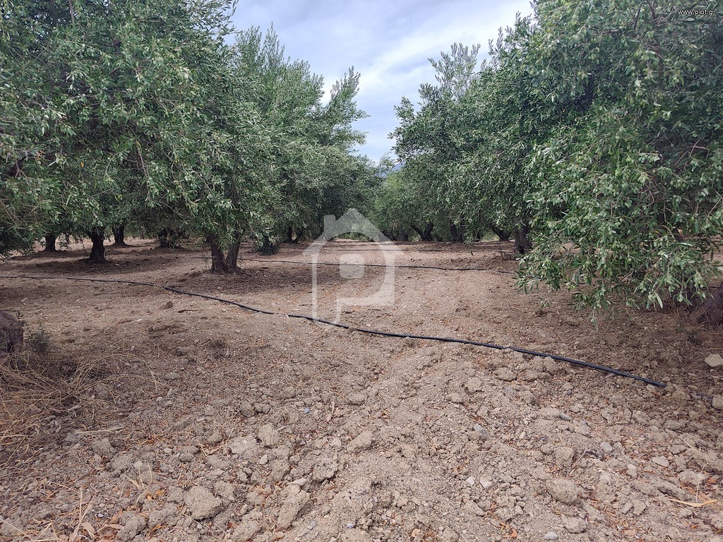Αγροτεμάχια 4.500 τ.μ. πρός πώληση, Ν. Λασιθίου, Ιεράπετρα