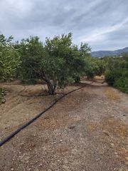 Αγροτεμάχια 4.500 τ.μ. πρός πώληση, Ν. Λασιθίου, Ιεράπετρα-thumb-6
