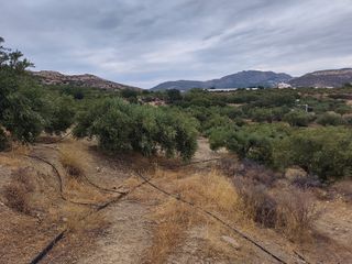 Αγροτεμάχια 4.500 τ.μ. πρός πώληση, Ν. Λασιθίου, Ιεράπετρα-thumb-7