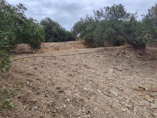 Αγροτεμάχια 4.500 τ.μ. πρός πώληση, Ν. Λασιθίου, Ιεράπετρα-thumb-8