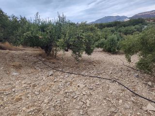 Αγροτεμάχια 4.500 τ.μ. πρός πώληση, Ν. Λασιθίου, Ιεράπετρα-thumb-9