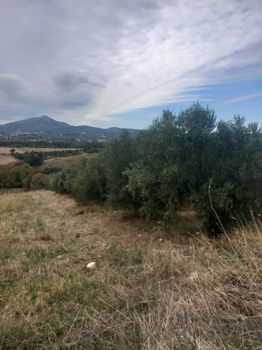 Αγροτεμάχια 1.950 τ.μ. προς πώληση