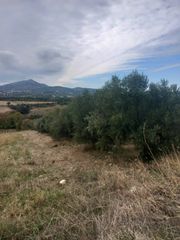 Αγροτεμάχια 1.950 τ.μ. πρός πώληση