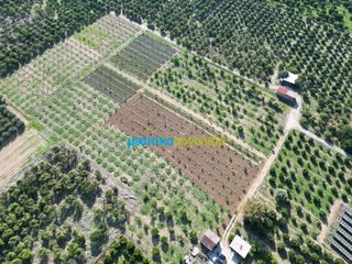 Αγροτεμάχια 21.305 τ.μ. προς πώληση, Αργολίδα, Άργος-thumb-11