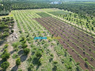 Αγροτεμάχια 21.305 τ.μ. πρός πώληση
