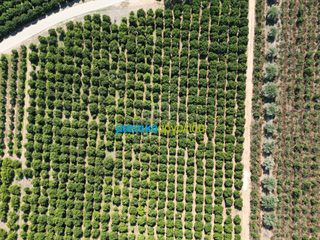Αγροτεμάχια 9.187,26 τ.μ. πρός πώληση, Αργολίδα, Κουτσοπόδι-thumb-14