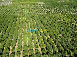 Αγροτεμάχια 9.187,26 τ.μ. πρός πώληση, Αργολίδα, Κουτσοπόδι-thumb-6