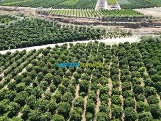 Αγροτεμάχια 9.187,26 τ.μ. πρός πώληση, Αργολίδα, Κουτσοπόδι-thumb-3