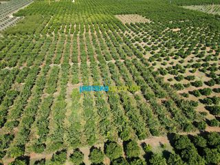 Αγροτεμάχια 9.187,26 τ.μ. πρός πώληση, Αργολίδα, Κουτσοπόδι-thumb-8